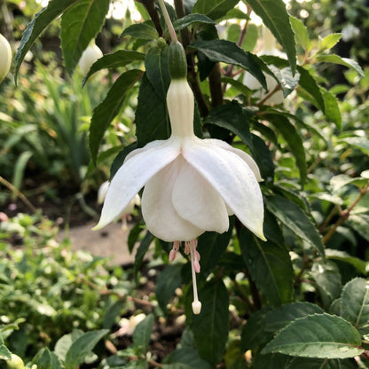 White Fuchsia Flower Seeds for Planting - Gorgeous Annual Blooms