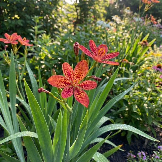 Red Leopard Flower Seeds for Planting - Brighten Your Garden