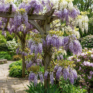 Mixed Wisteria Flower Seeds for Planting | Beautiful Cascading Blooms for Your Garden