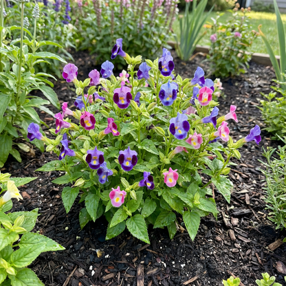 Unique Mixed Wishbone Flower Seeds for Planting