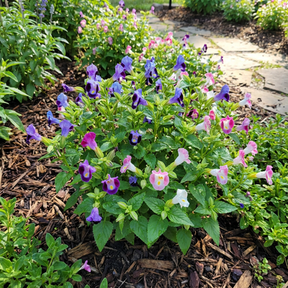 Unique Mixed Wishbone Flower Seeds for Planting