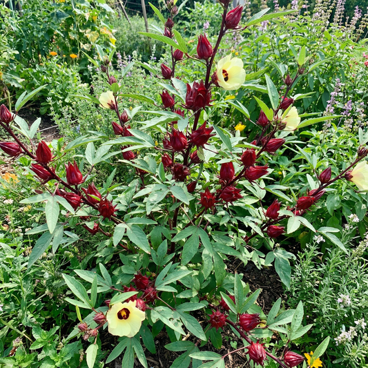 Sabdariffa Plant Flower Seeds for Gardening & Planting