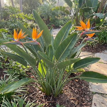 Strelitzia Flower Seeds Yellow Planting Exotic