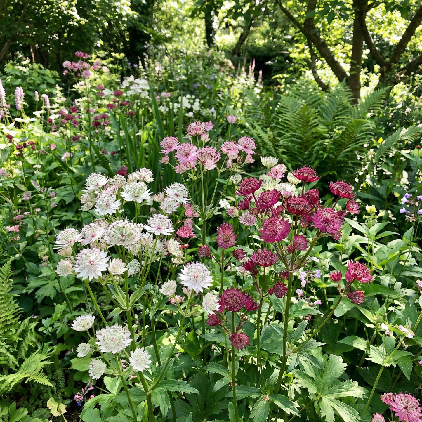Semi misti di fiori di Astrantia per una piantagione vivace