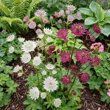 Mixed Astrantia Flower Seeds for Vibrant Planting