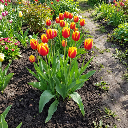 Tulip Petals Flower Seeds for Vibrant Garden Blooms - Ideal for Spring Planting and Decorative Landscaping