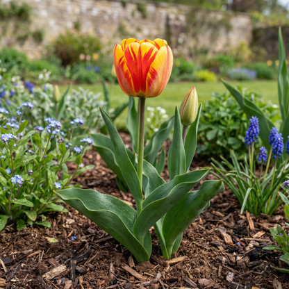 Tulip Petals Flower Seeds for Vibrant Garden Blooms - Ideal for Spring Planting and Decorative Landscaping