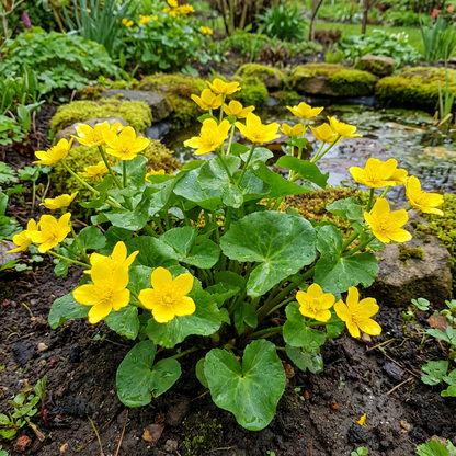 Yellow Moist Wetland Flower Seeds Planting
