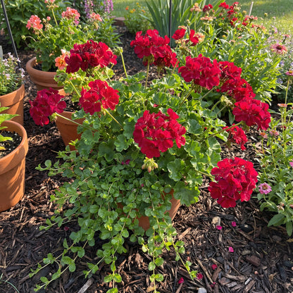 Red Geranium Breakaway Flower Seeds for Vibrant Planting