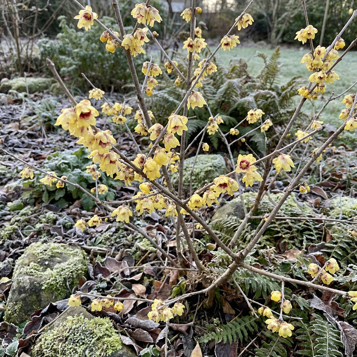 Chimonanthus Praecox Flower  Planting Seeds for Your Garden