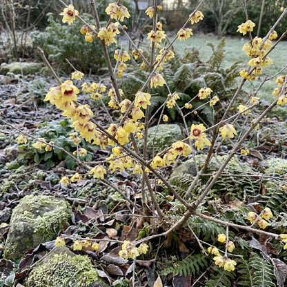 Chimonanthus Praecox Flower  Planting Seeds for Your Garden