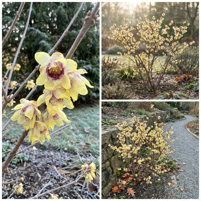 Chimonanthus Praecox Flower  Planting Seeds for Your Garden