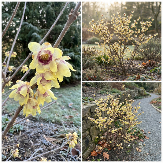 Chimonanthus Praecox Flower  Planting Seeds for Your Garden