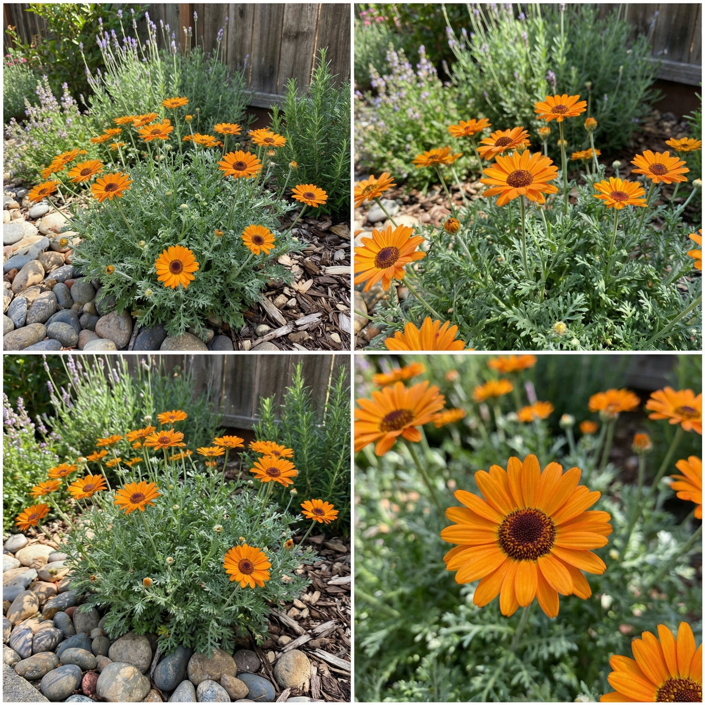 Orange Anthemoides Flower Seeds for Planting - Vibrant Annual Blooms for Your Garden