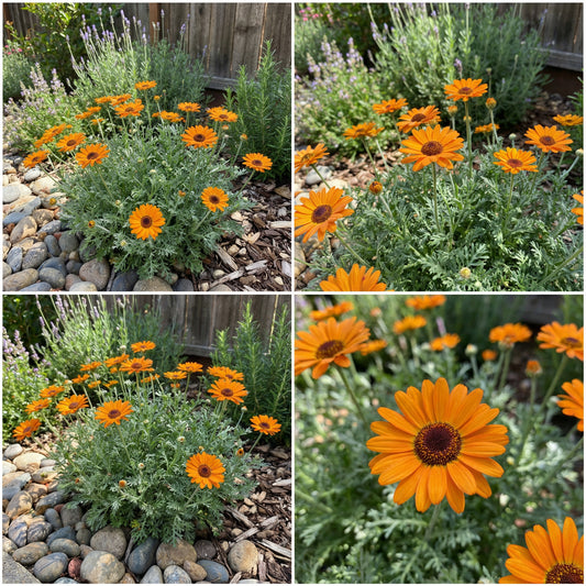 Orange Anthemoides Flower Seeds for Planting - Vibrant Annual Blooms for Your Garden