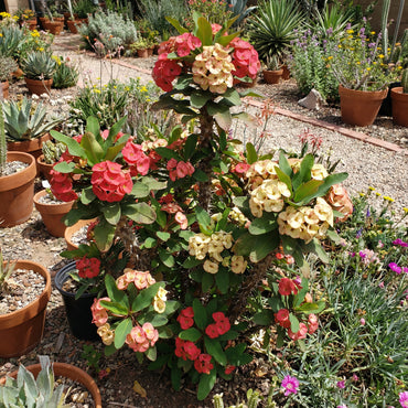 Mixed Crown of Thorns Seeds for Easy Planting