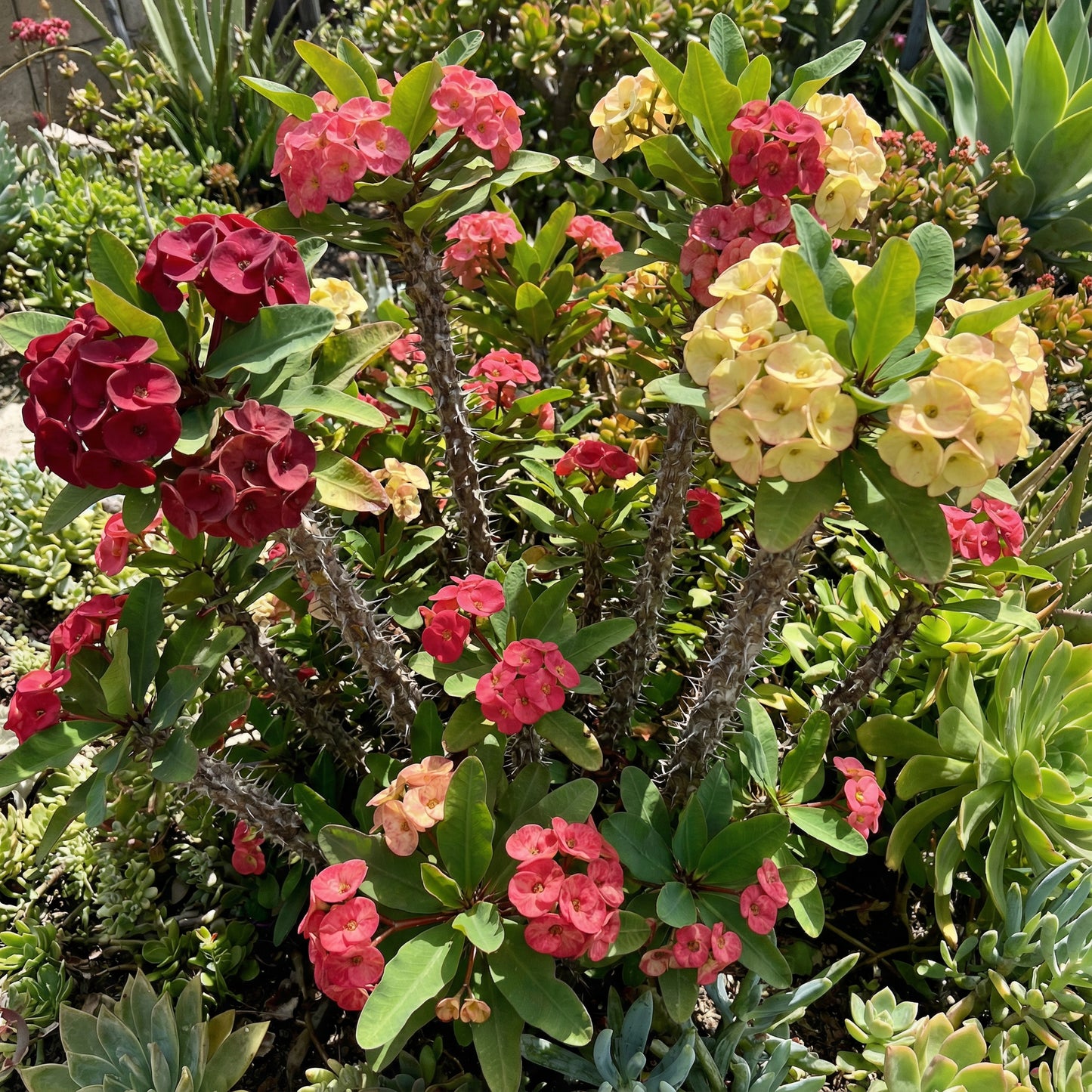 Mixed Crown of Thorns Seeds for Easy Planting