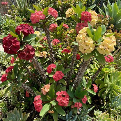 Mixed Crown of Thorns Seeds for Easy Planting