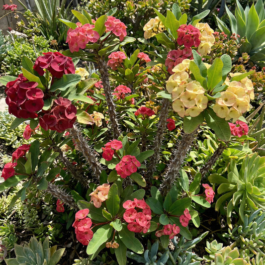 Mixed Crown of Thorns Seeds for Easy Planting