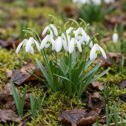 White Snowdrop Plant Seeds for Planting  Seeds for Galanthus Nivalis and Stunning Floral Displays