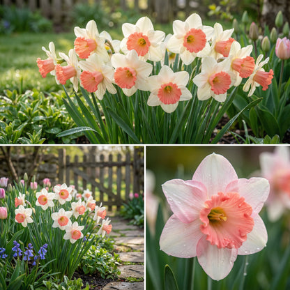 Pink White Narcissus Seeds for Planting  Elegant Spring Blooms