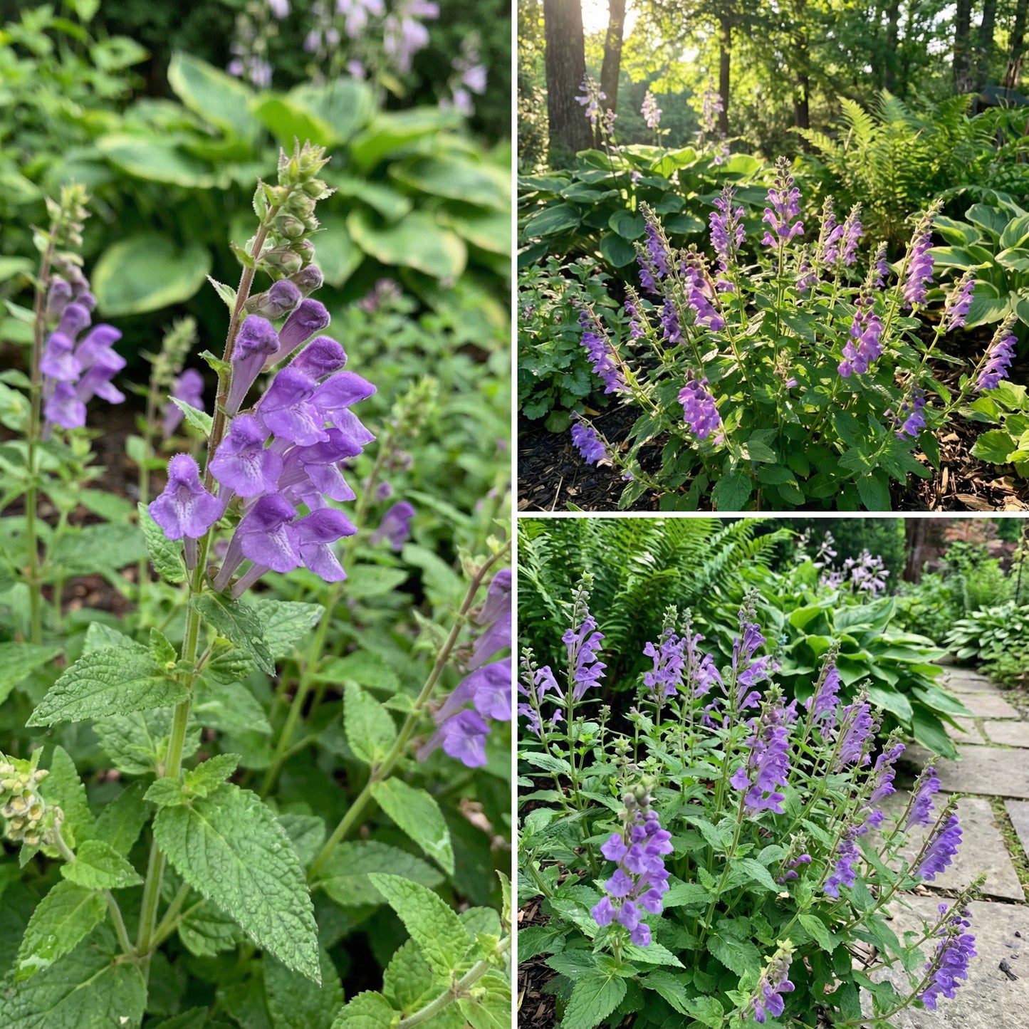 Purple Scutellaria Seeds for Perennial Planting