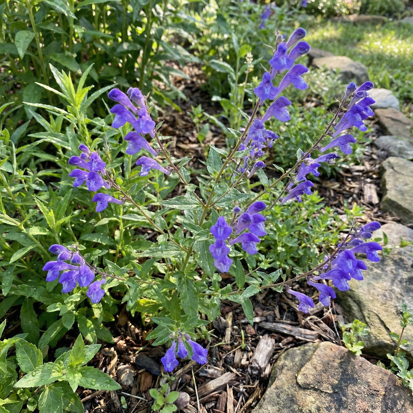 Purple Scutellaria Seeds for Perennial Planting