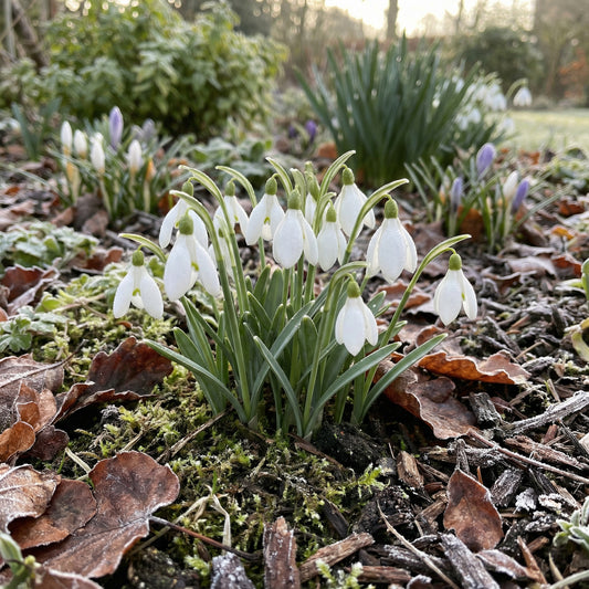 White Snowdrop Plant Seeds for Planting  Seeds for Galanthus Nivalis and Stunning Floral Displays