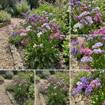 Mixed Limonium Seeds for Planting  Colorful Annual Flowers