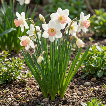 Pink White Narcissus Seeds for Planting  Elegant Spring Blooms
