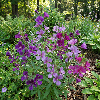 Purple Elegant Clarkia Seeds for Planting  Vibrant Annual Flower Blooms