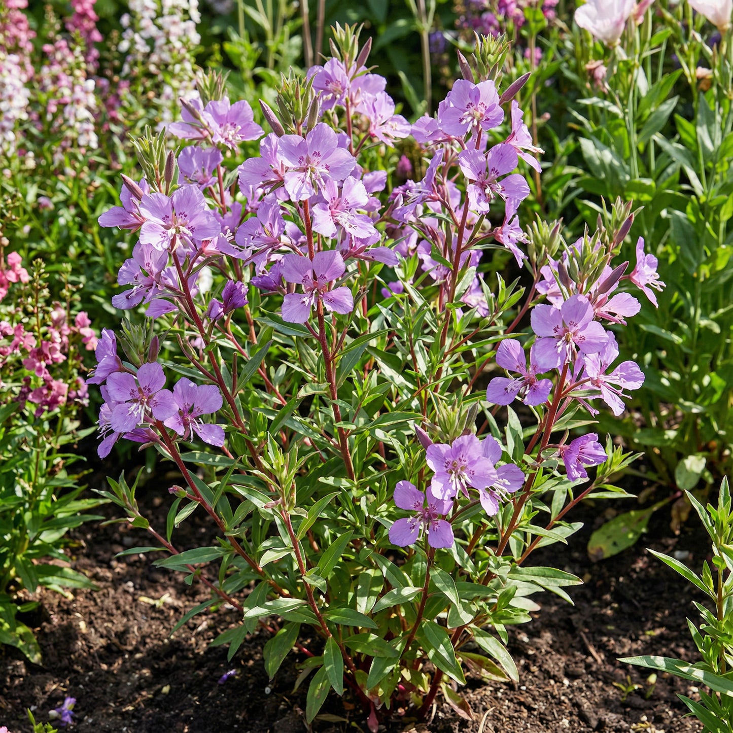 Purple Elegant Clarkia Seeds for Planting  Vibrant Annual Flower Blooms