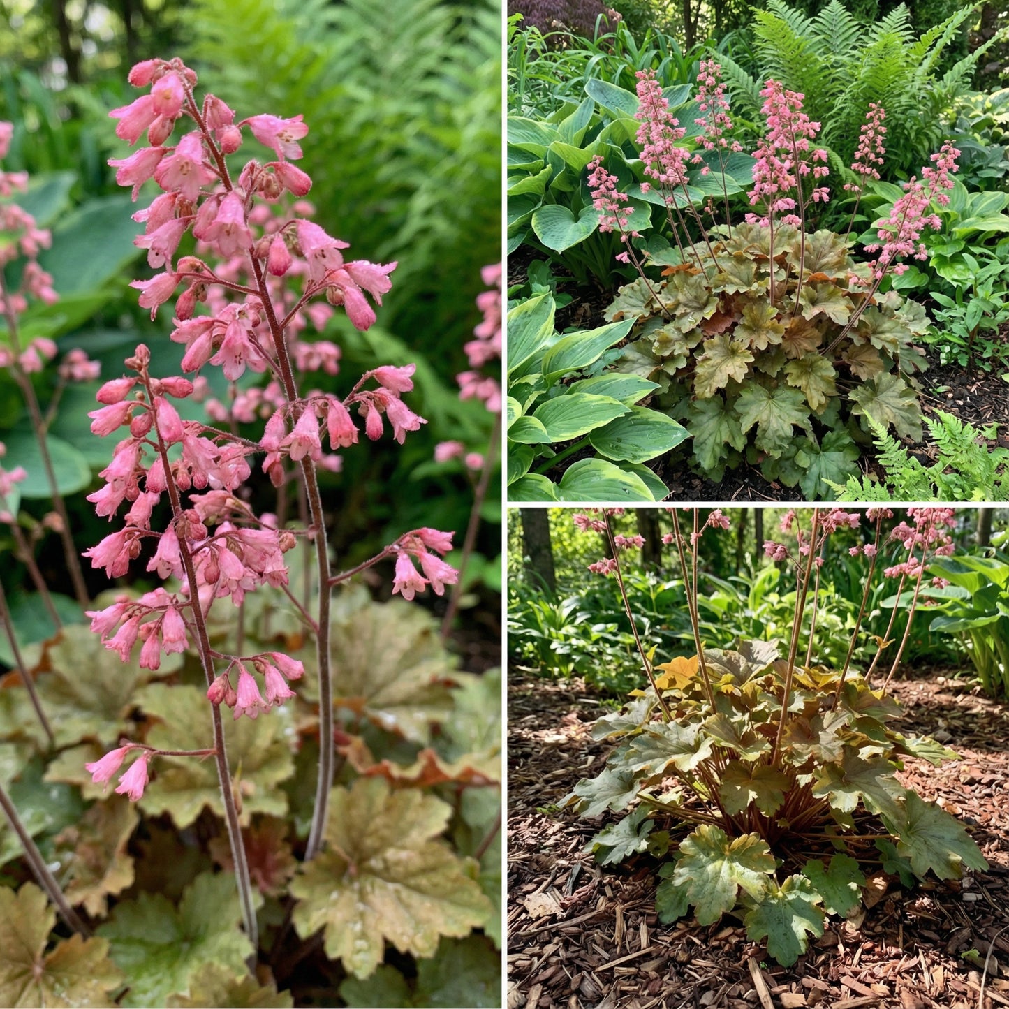 Pink Heuchera Seeds for Planting - Stunning Garden Perennials