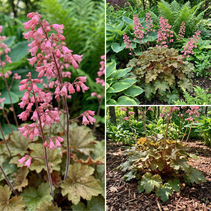 Pink Heuchera Seeds for Planting - Stunning Garden Perennials