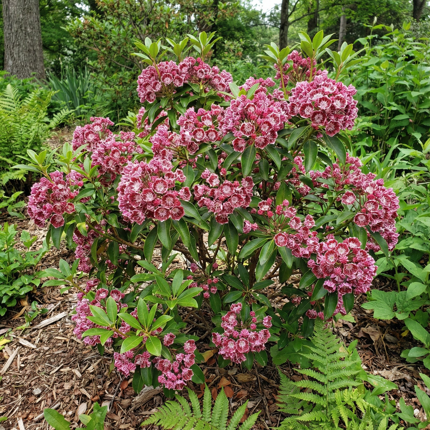 Pink Laurel Seeds for Planting - Elegant Pink Blooms for Garden and Borders