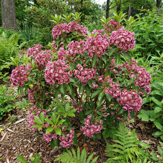 Pink Laurel Seeds for Planting - Elegant Pink Blooms for Garden and Borders