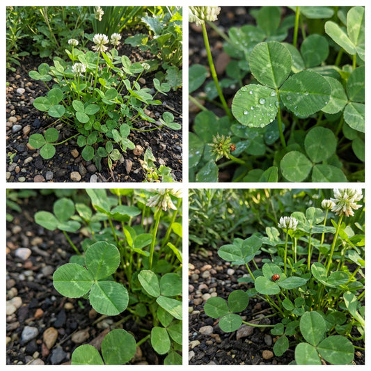 Green Clover Seeds for Planting - Hardy Perennial Flowering Clover Garden Seeds