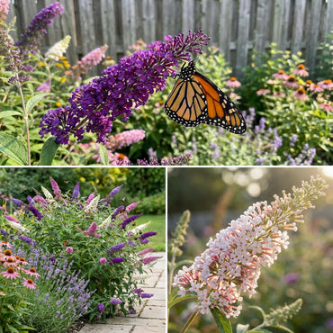 Mix Butterfly Bush Seeds for Planting - Vibrant Flower Mix for Butterfly Gardens, Easy to Grow
