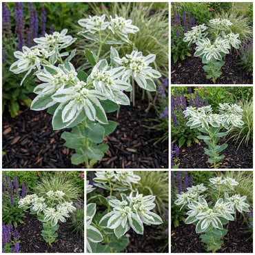 White Euphorbia Marginata for Beautiful Landscaping - Seeds for Vibrant Greenery