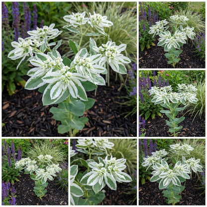 White Euphorbia Marginata for Beautiful Landscaping - Seeds for Vibrant Greenery
