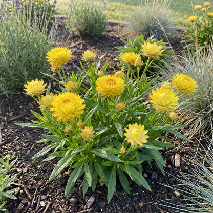 Yellow Strawflower Flower Planting Seeds