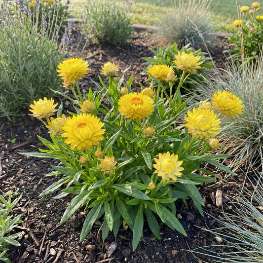 Yellow Strawflower Flower Planting Seeds