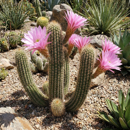 Wilcoxia Poselgeri Seed for Planting  Seed for Flourishing and Lush Greenery in Your Garden