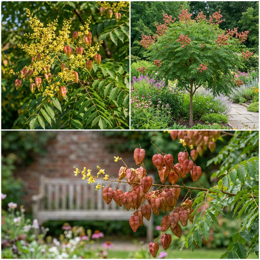 Red Koelreuteria Flower Seeds - Easy Planting for Vibrant Gardens