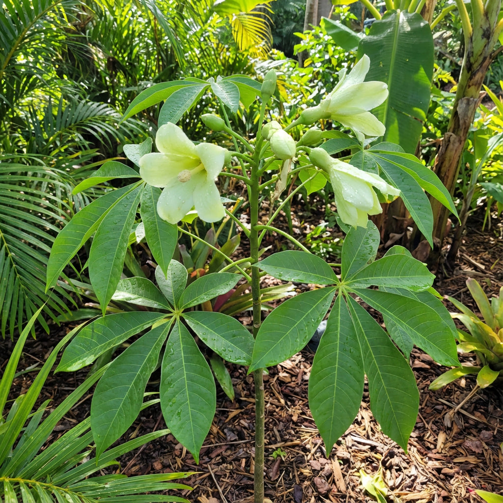 Green Ceiba Pentandra Flower Seeds for Planting  Create Stunning Tropical Gardens