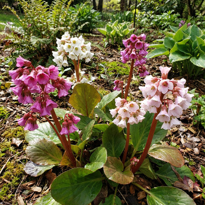 Mixed Bergenia Cordifolia Flower Planting Seeds - Perennial Seeds for Vibrant Garden Blooms