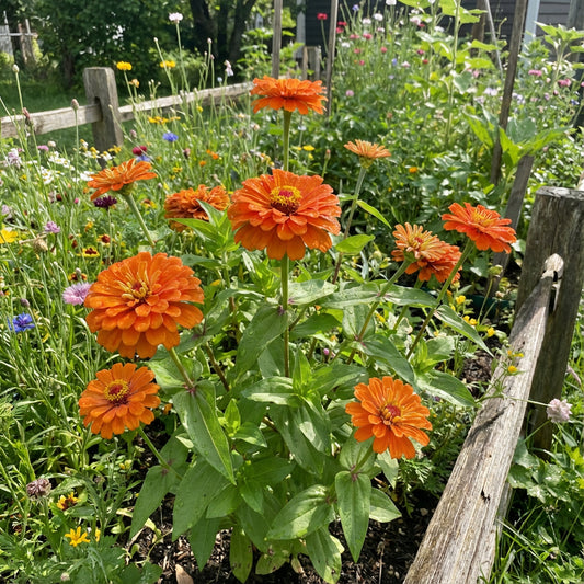 Orange Zinnia Seeds  Garden Essentials for Colorful Blooms
