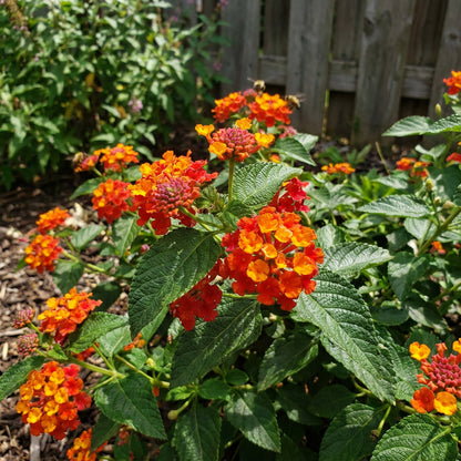 Orange Red Lantana Flower Planting Seeds - Vibrant and Resilient Garden Blooms