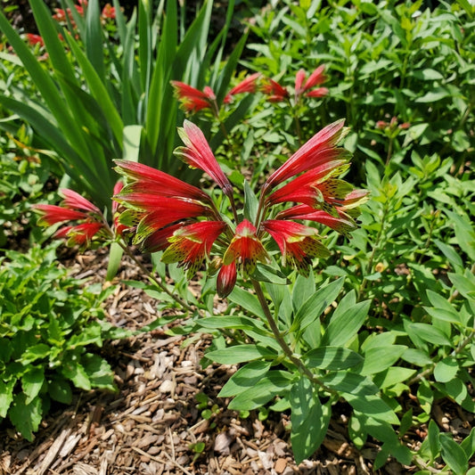 Red Alstroemeria Psittacina Flower Seeds for Planting - Vibrant Annual Blooms