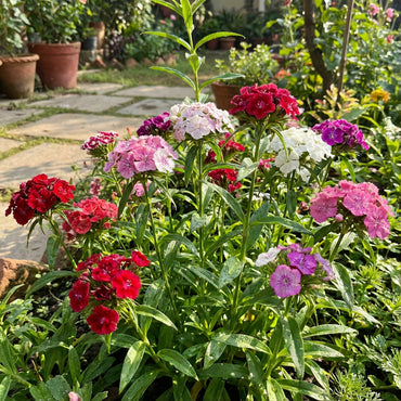 Mixed Barbatus Flower Seeds for Vibrant Planting